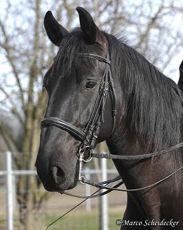 Naložení kladrubského hřebce do přepravníku